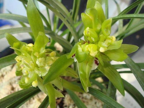 春兰秋菊图片,自然之美尽收眼底